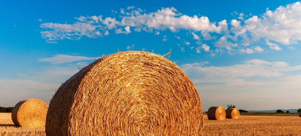 hay bales in field