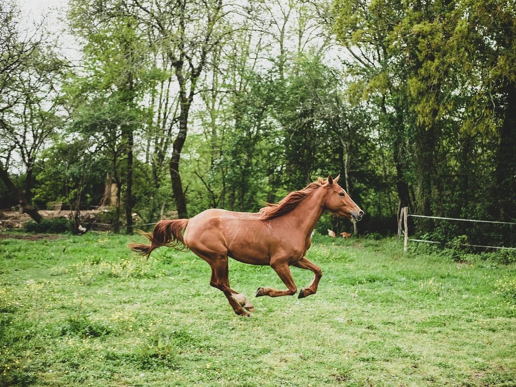 horse running