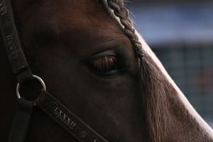 horse eye