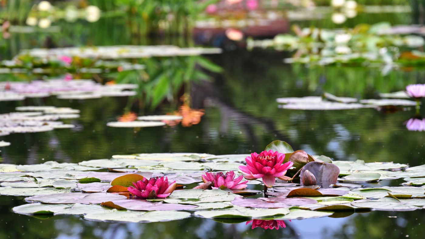A coordinated Virginia estate plan brings calm