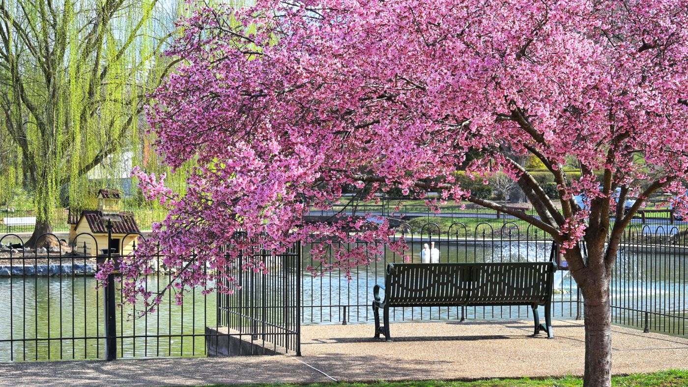A peaceful park bench, Virginia spousal protections give the at-home spouse security
